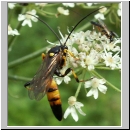 Diphyus sp - Schlupfwespe 01 18mm hsk-fdet04.jpg